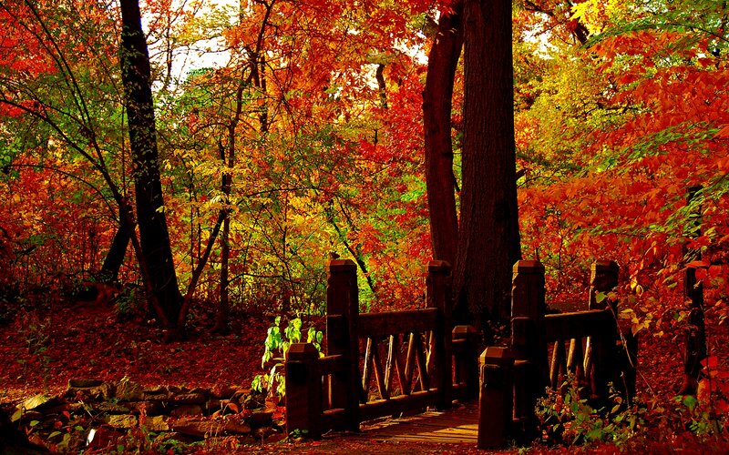 Wooden Bridge in Forest — Red, Serene