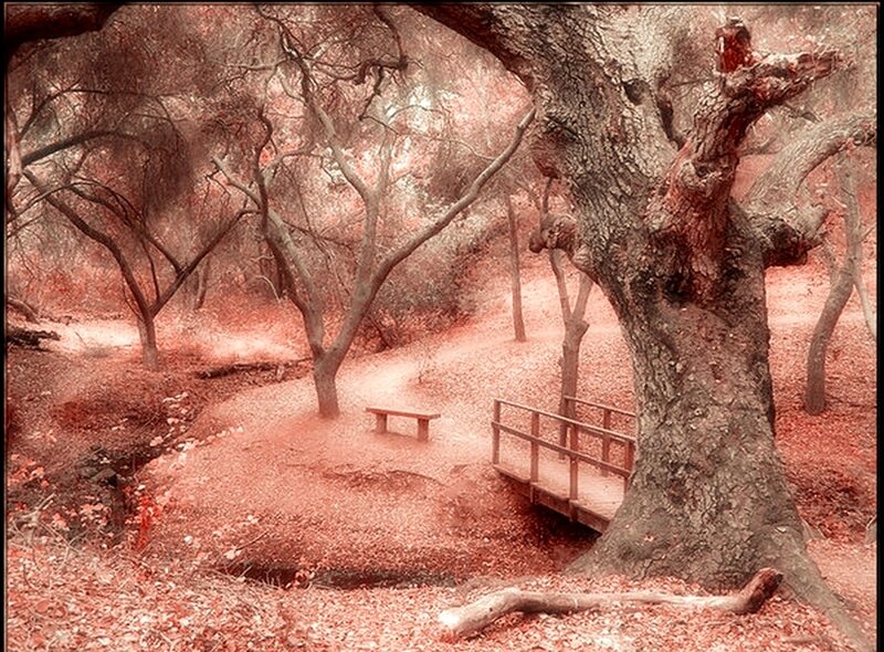 Wooden Bridge in Forest — Red
