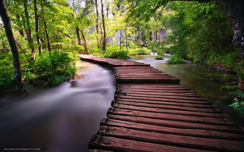 Wooden bridge in forest stream