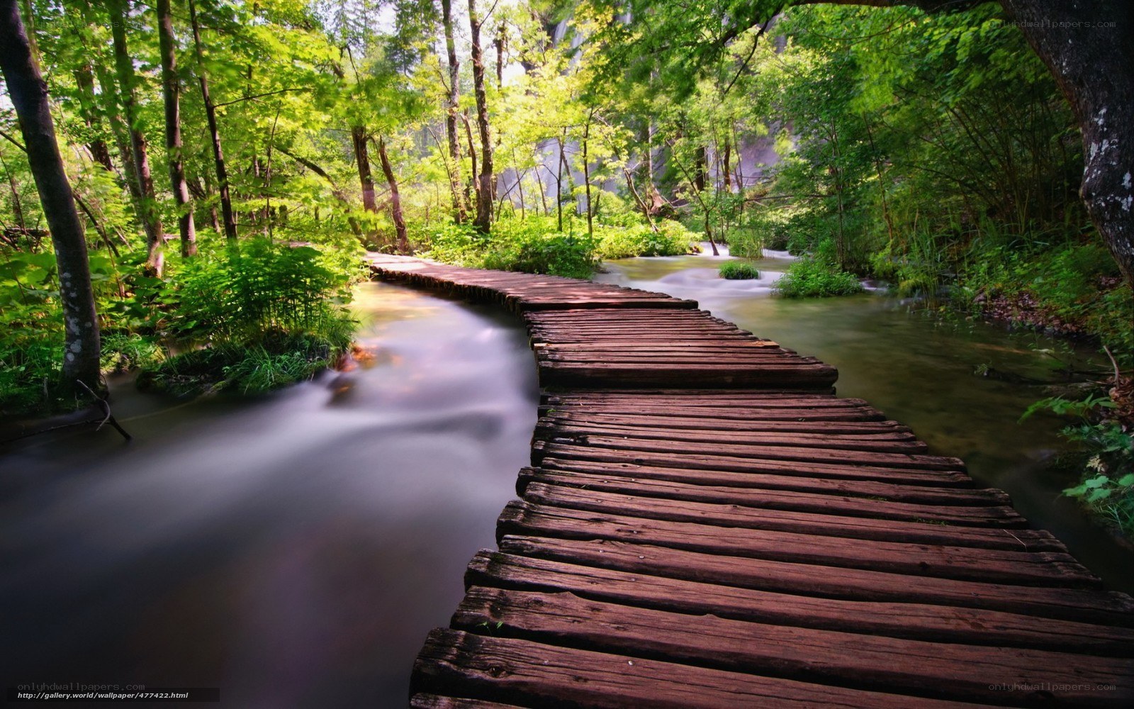 Wooden bridge in forest stream