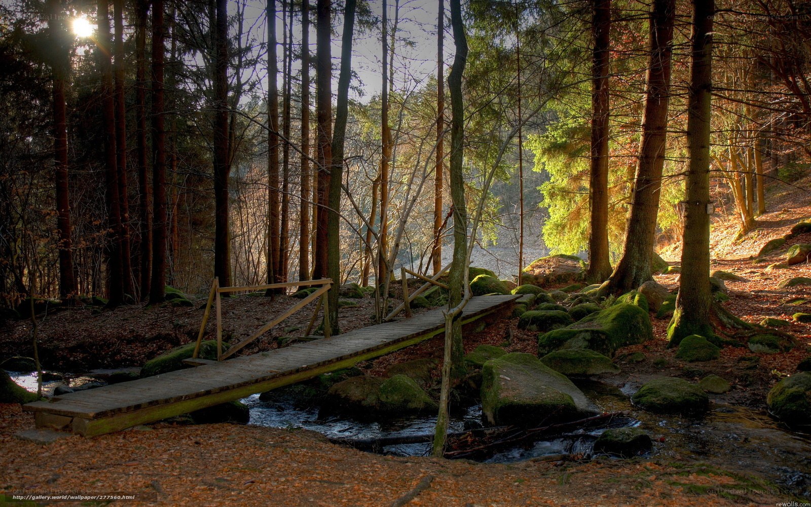 Wooden bridge in forest stream