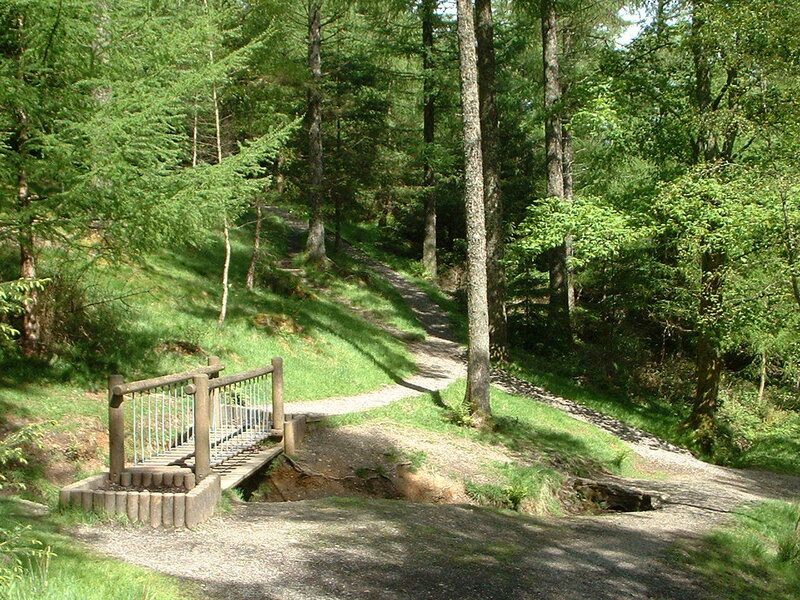 Wooden bridge in forest trail