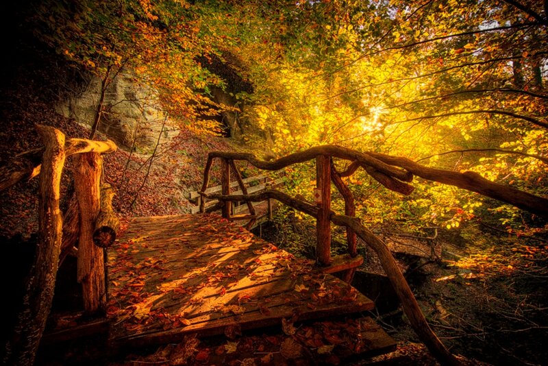 Wooden Bridge in Forest — Yellow, Serene, Autumn, Photograph, Leaves, Trees