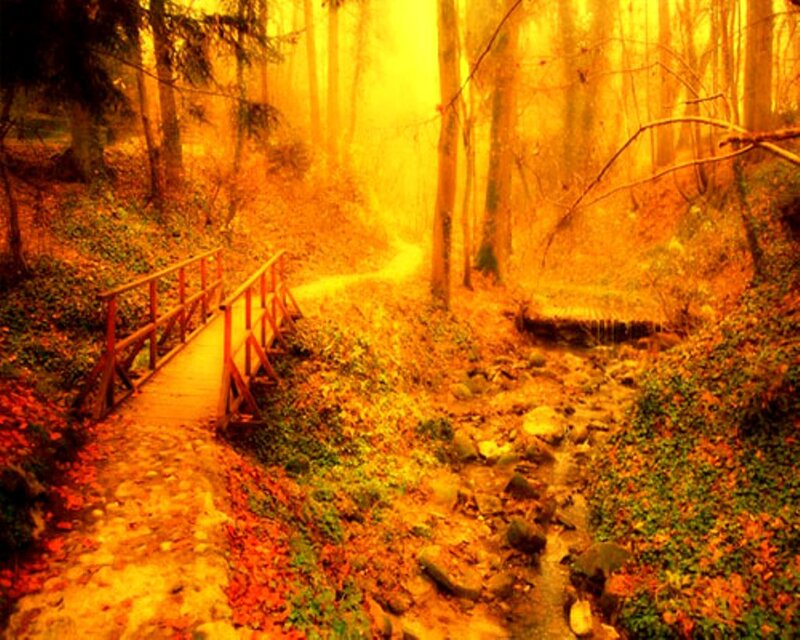 Wooden Bridge in Forest — Yellow, Serene, Autumn, Photograph, Stream