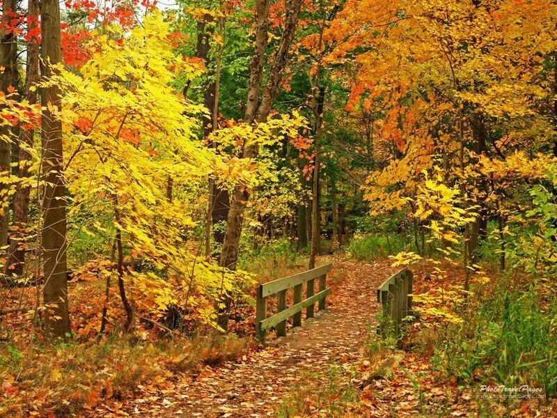 Wooden Bridge in Forest — Yellow, Serene, Autumn, Photograph