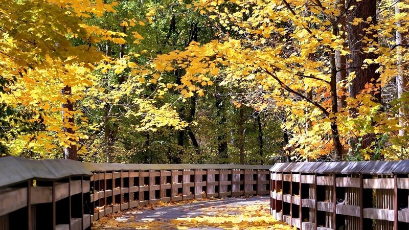 Wooden Bridge in Forest — Yellow, Serene, Autumn, Photograph, Trees, Leaves, Path