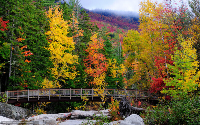 Wooden Bridge in Forest — Yellow, Serene, Autumn, Photograph, Trees, Mountain