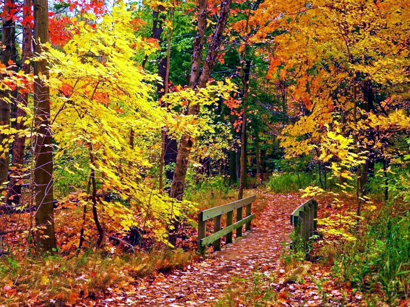 Wooden Bridge in Forest — Yellow, Serene, Autumn, Photograph, Trees, Path