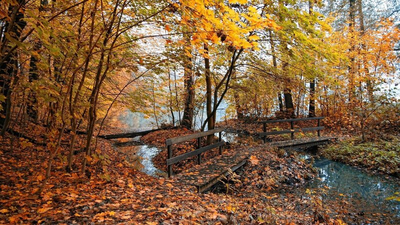 Wooden Bridge in Forest — Yellow, Serene, Autumn, Photograph, Trees, Stream