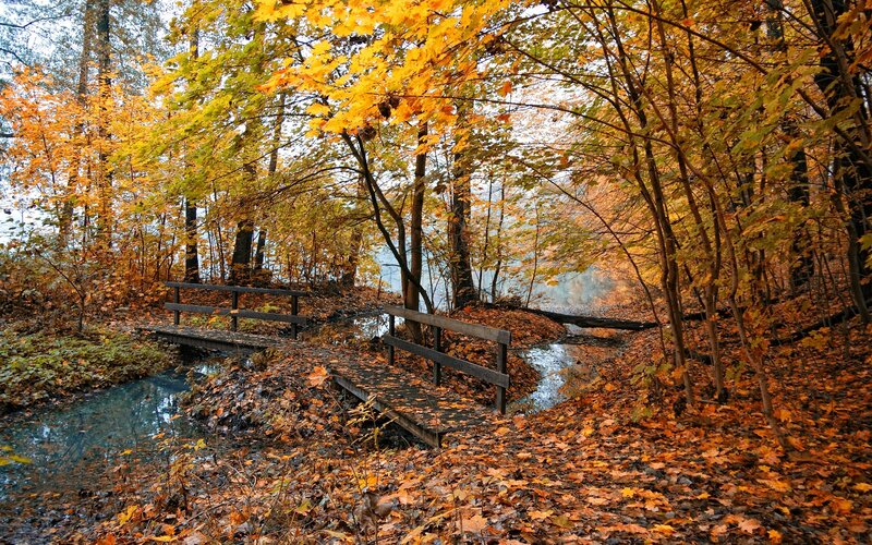 Wooden Bridge in Forest — Yellow, Serene