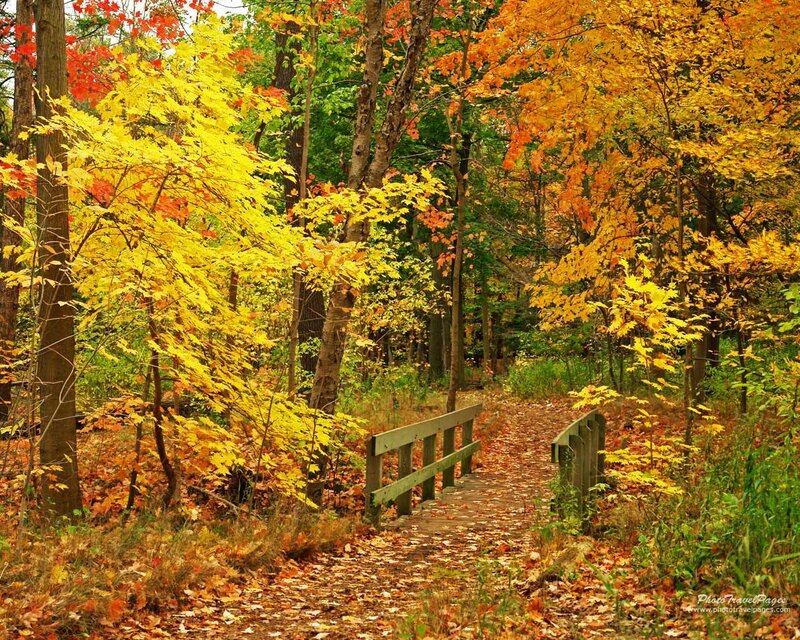 Wooden Bridge in Forest — Yellow