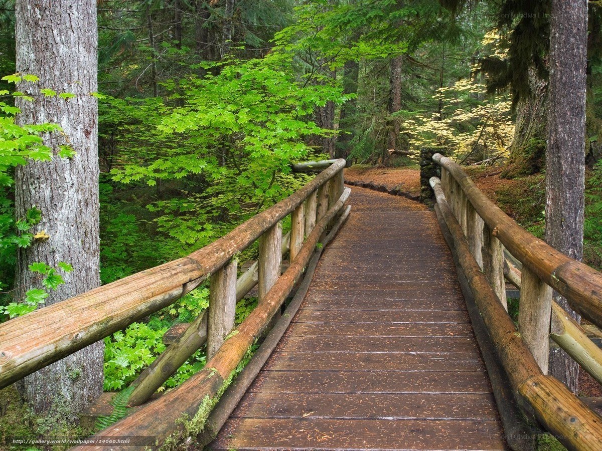 Wooden bridge in forest