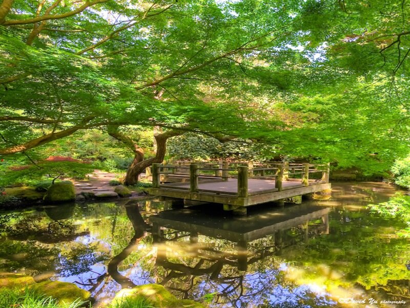 Wooden Bridge in Garden — Green, Serene, Afternoon, Photograph, Pond