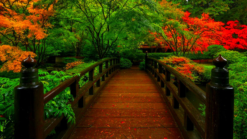 Wooden Bridge in Garden — Green, Serene, Autumn, Photograph, Trees, Fallen Leaves