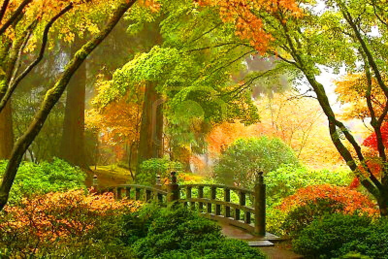 Wooden Bridge in Garden — Green, Serene, Autumn