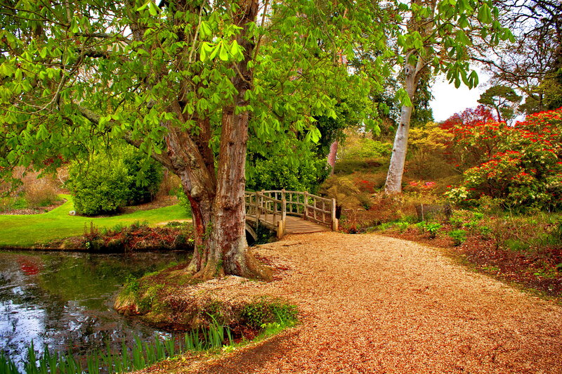 Wooden Bridge in Garden — Green, Serene, Spring, Photograph, Tree, Pond