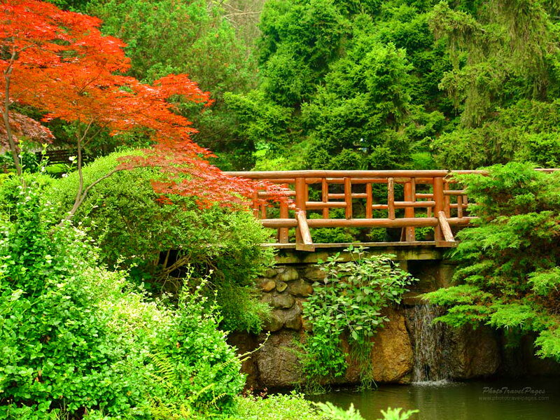 Wooden Bridge in Garden — Green, Serene, Spring, Photograph, Tree