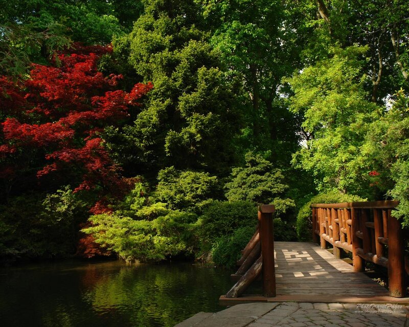 Wooden Bridge in Garden — Green, Serene