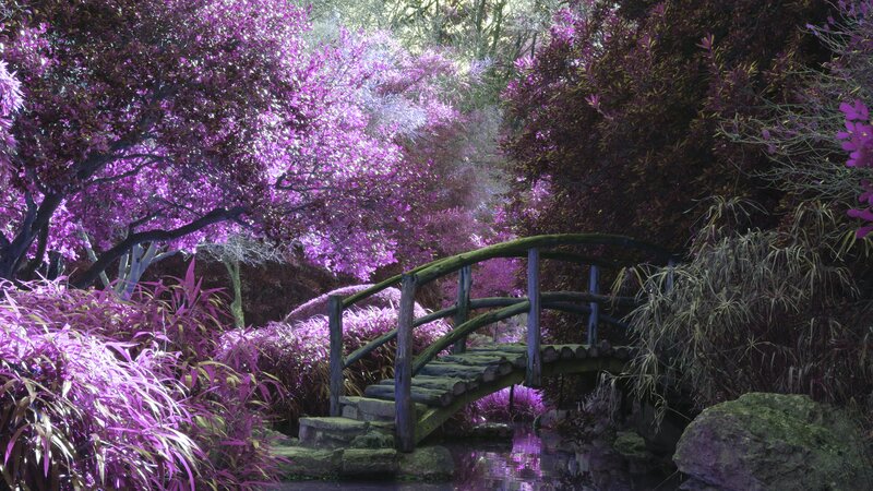 Wooden Bridge in Garden — Purple, Serene, Digital Art