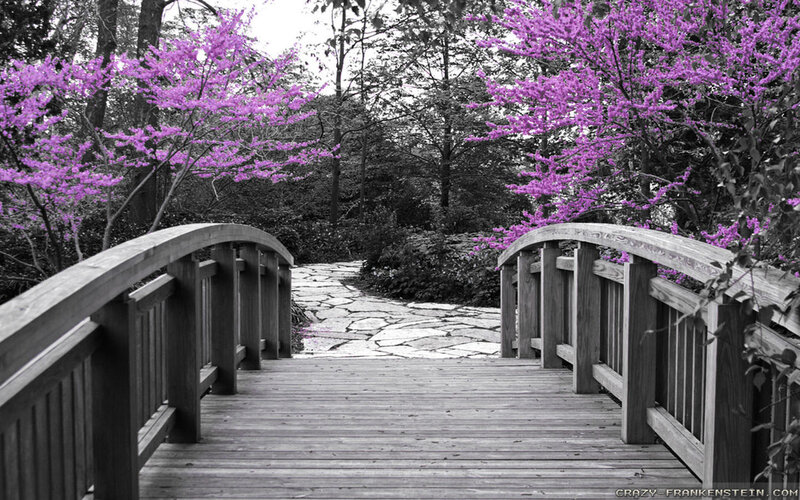 Wooden Bridge in Garden — Purple