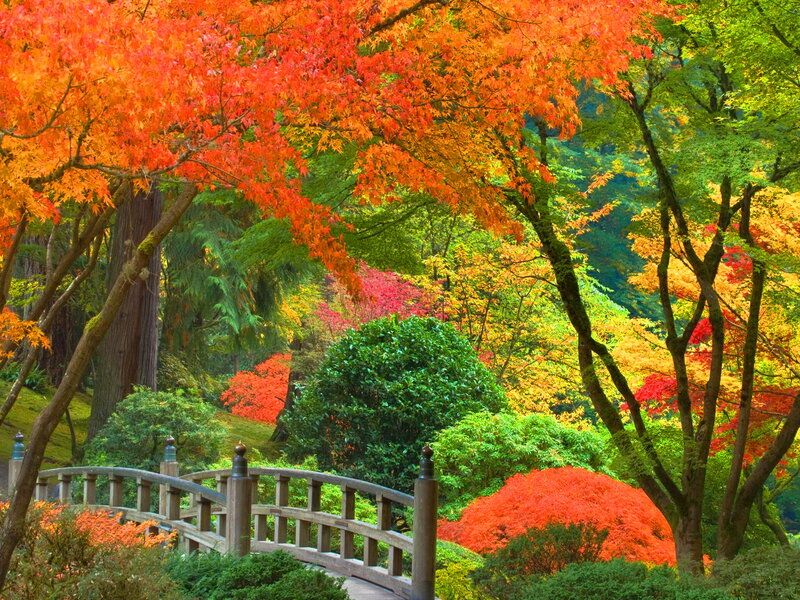 Wooden Bridge in Garden — Red, Serene, Autumn