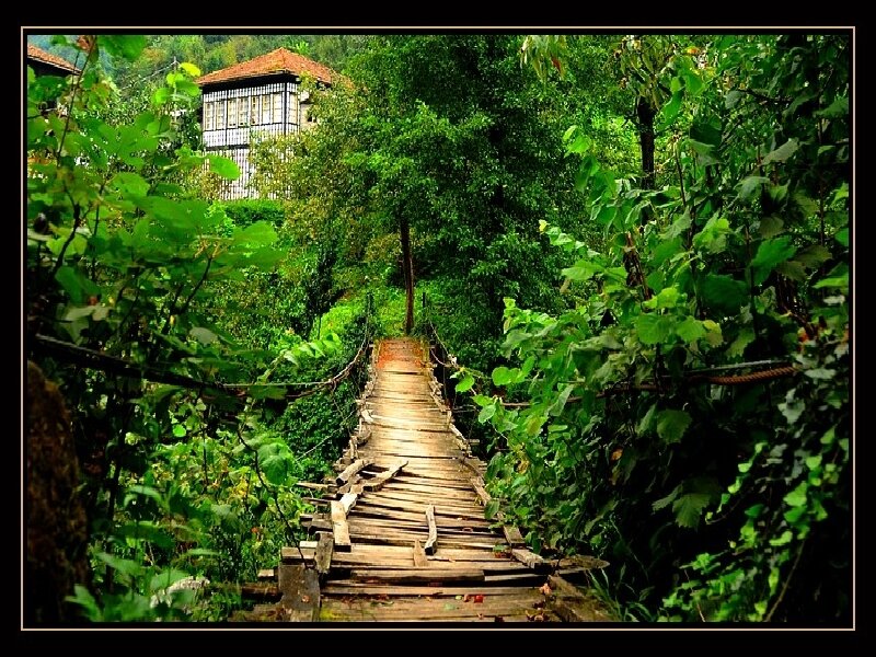 Wooden bridge in lush forest