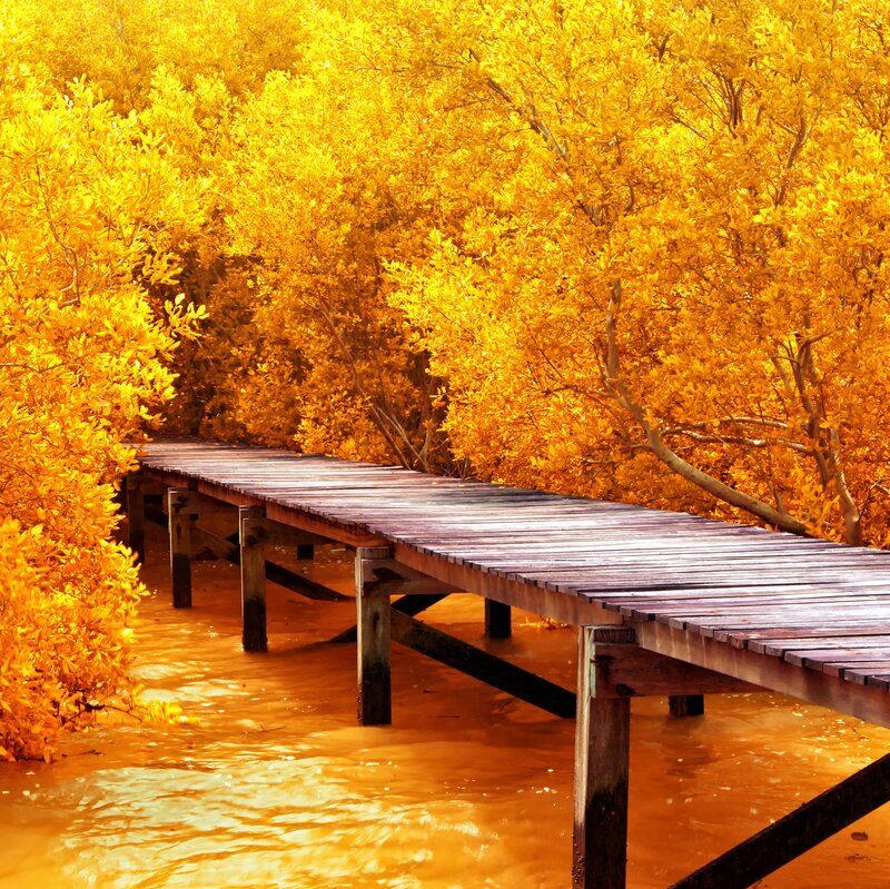 Wooden Bridge in Mangrove