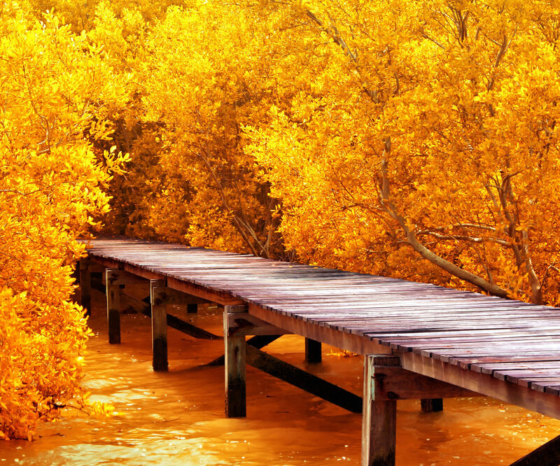 Wooden Bridge in Mangrove — Yellow