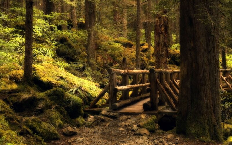 Wooden bridge in mossy forest