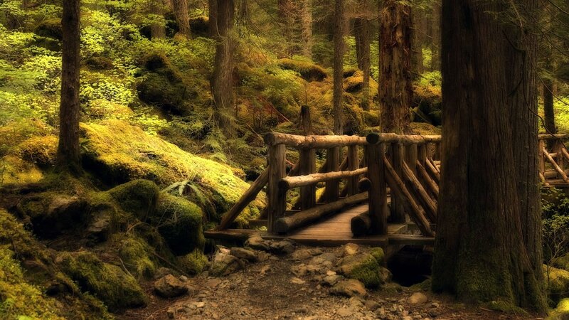 Wooden bridge in mossy forest