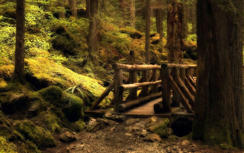 Wooden bridge in mossy forest
