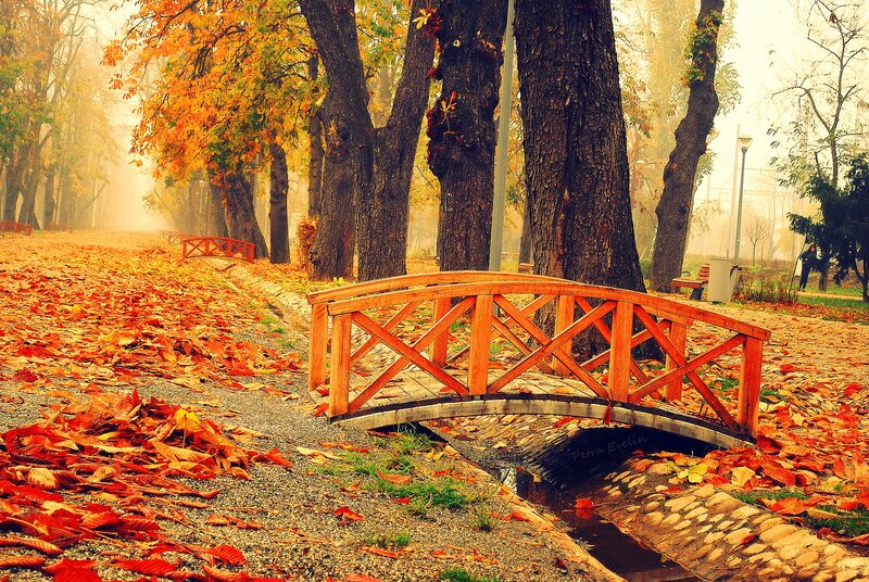 Wooden Bridge in Park — Orange, Serene