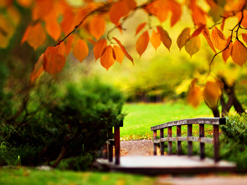 Wooden Bridge in Park — Orange