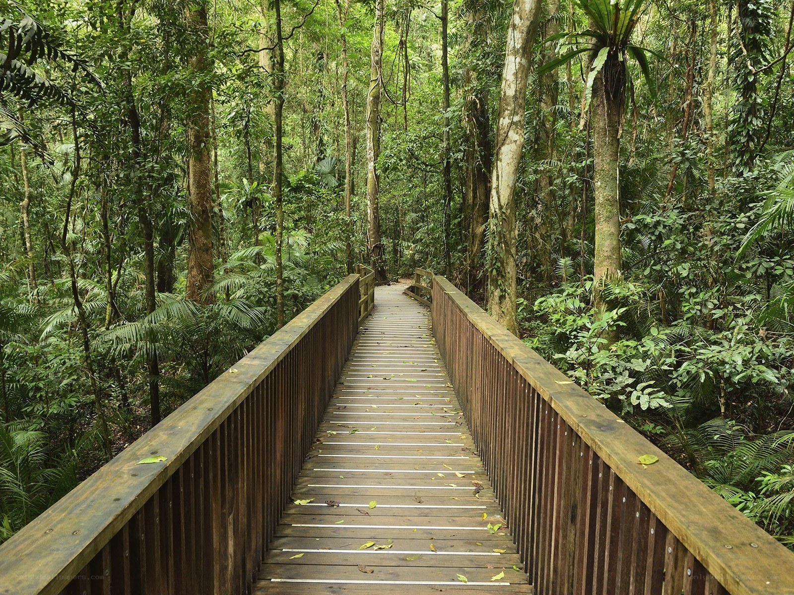 Wooden bridge in rainforest