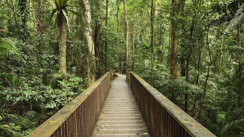 Wooden bridge in rainforest