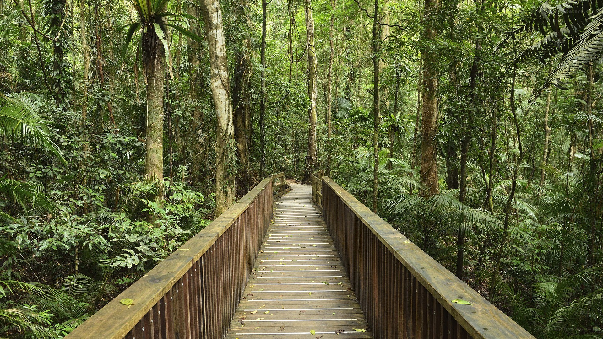 Wooden bridge in rainforest