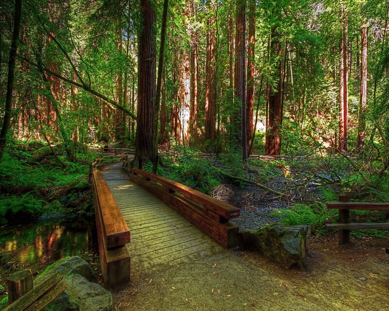 Wooden bridge in redwood forest
