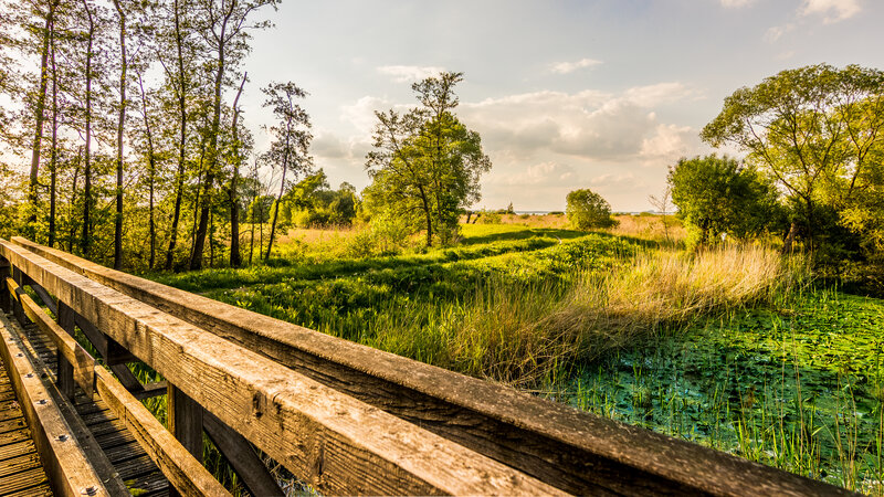 Wooden Bridge in Wetland — Green
