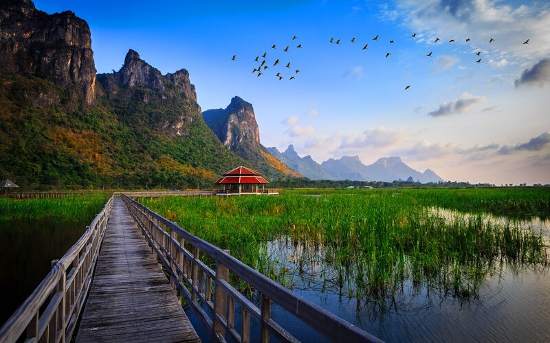 Wooden Bridge in Wetland