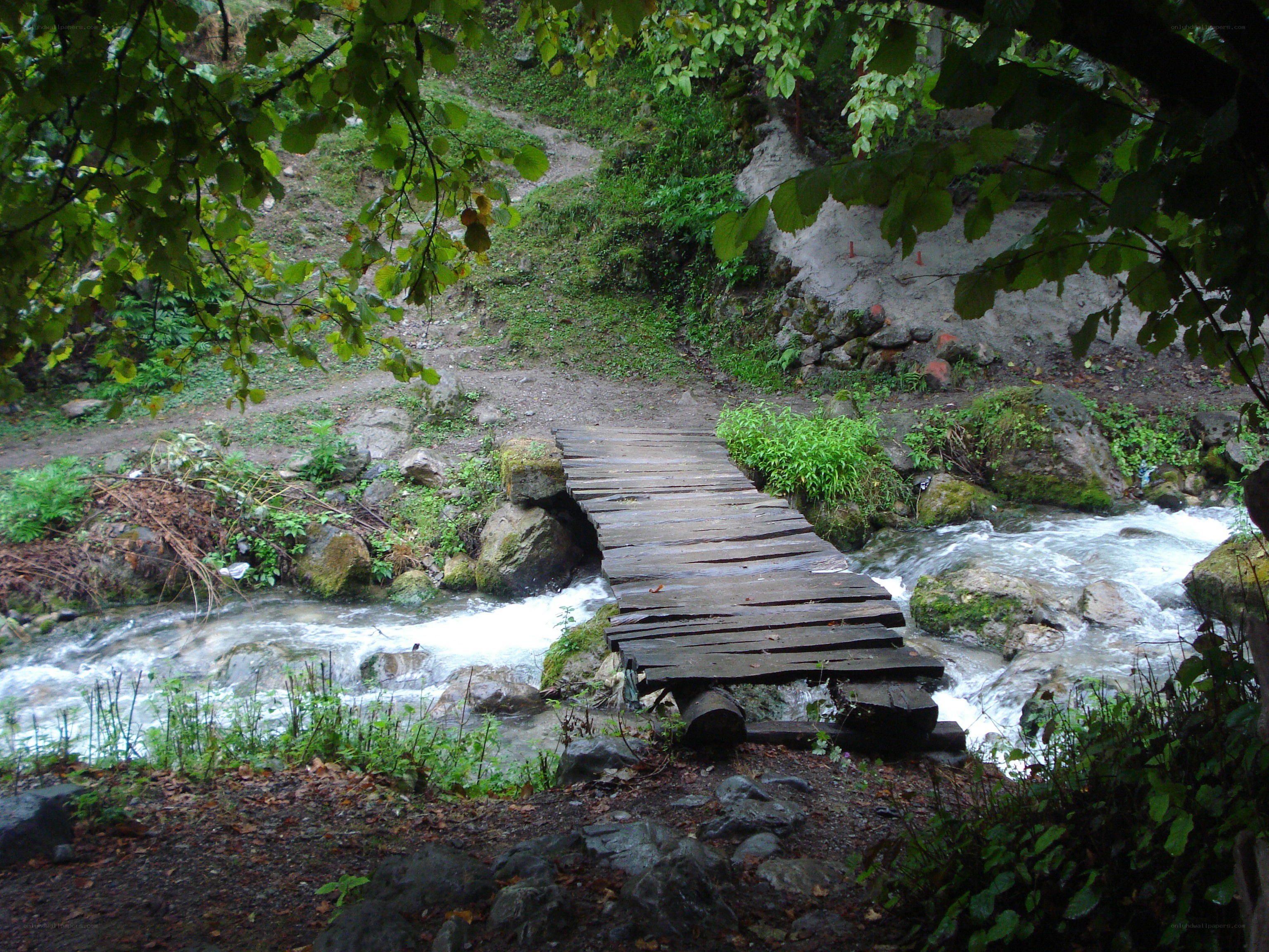 Wooden bridge over a forest stream