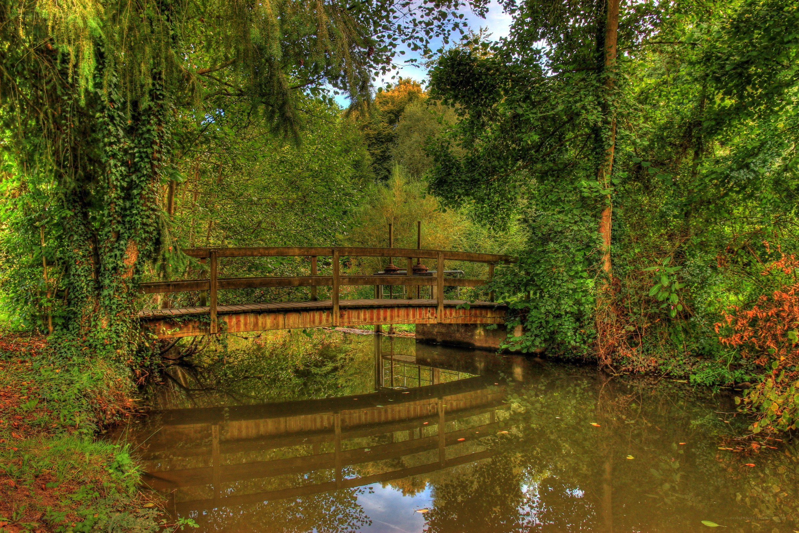 Wooden bridge over a forest stream