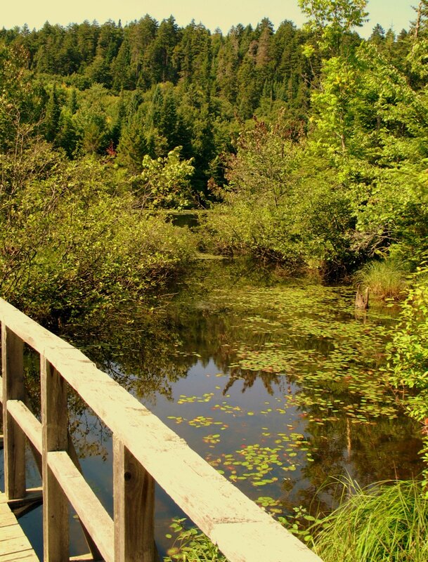 Wooden bridge over a pond