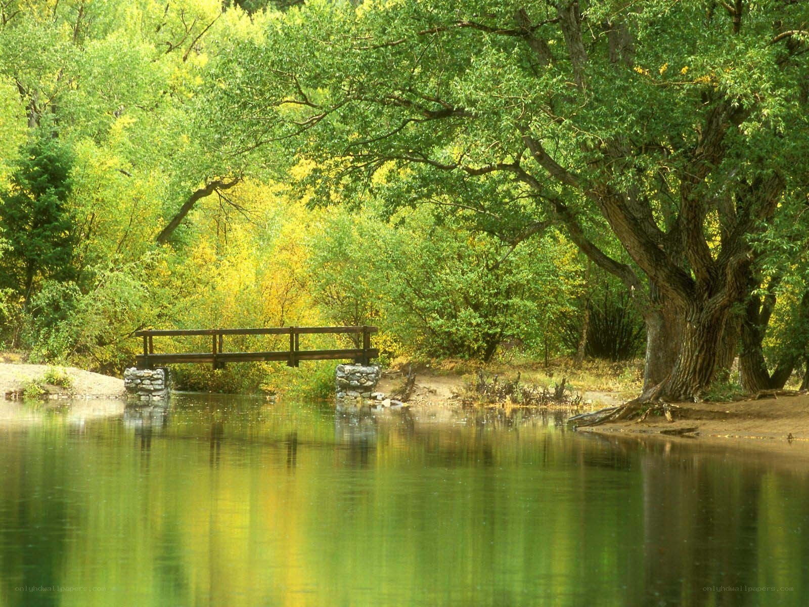 Wooden bridge over calm river