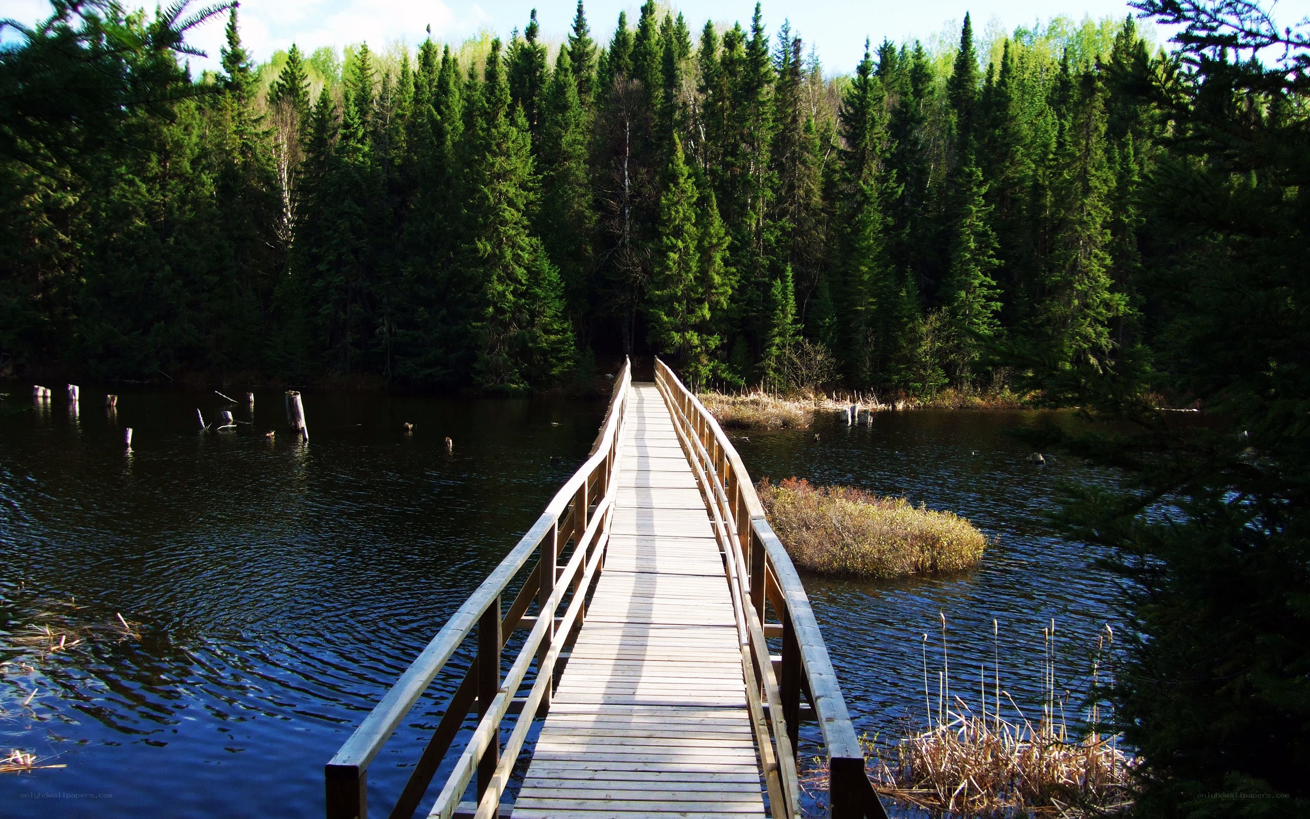 Wooden bridge over forest pond