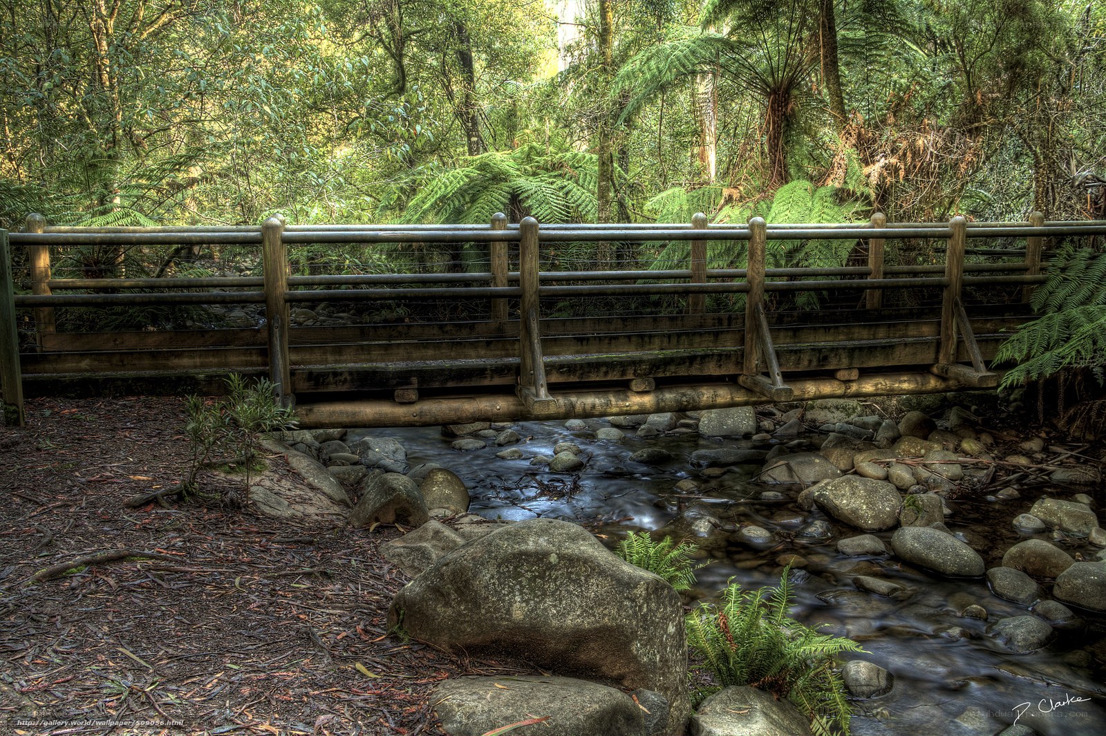 Wooden bridge over forest stream