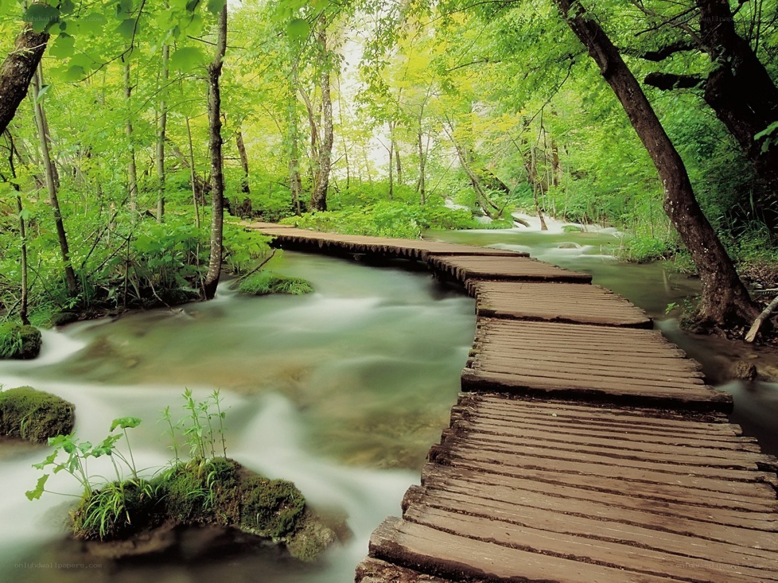 Wooden bridge over forest stream
