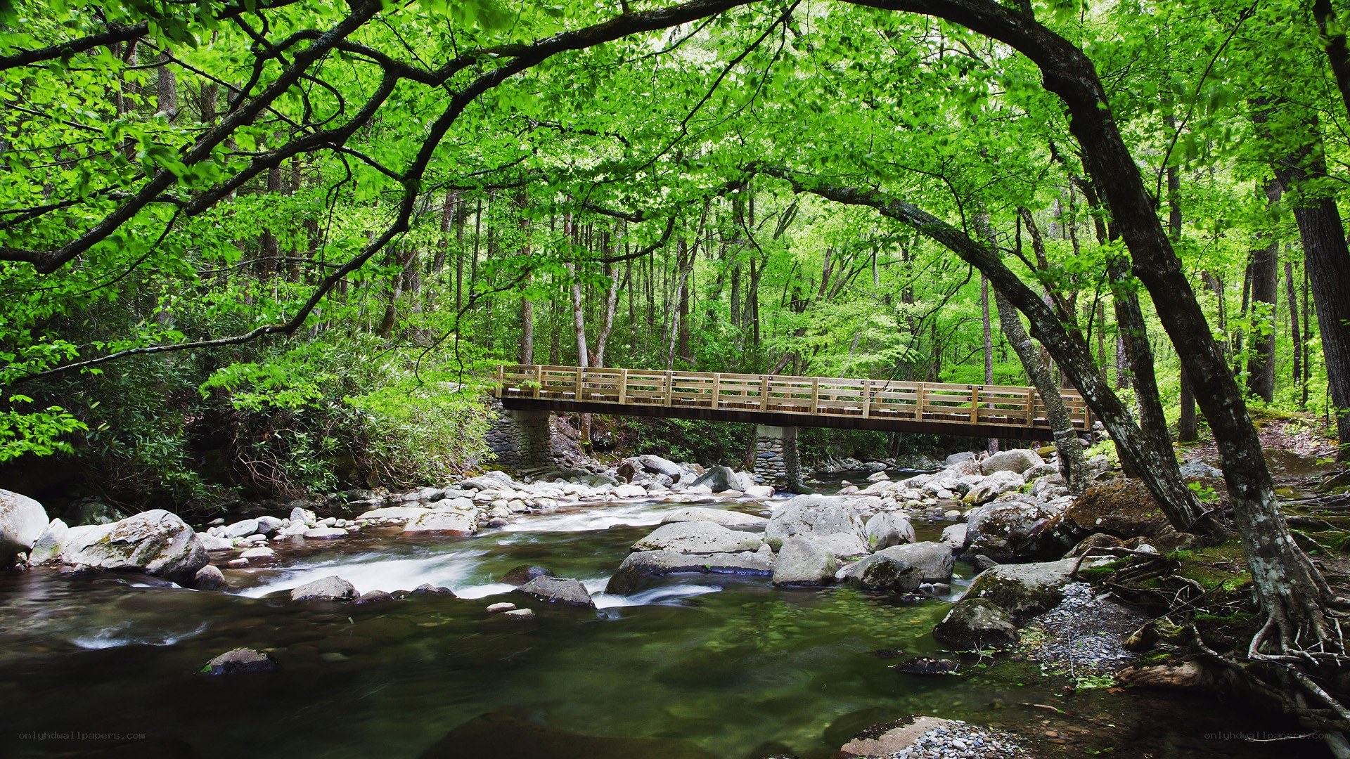 Wooden bridge over forest stream