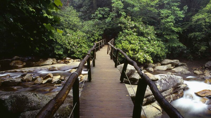 Wooden bridge over forest stream
