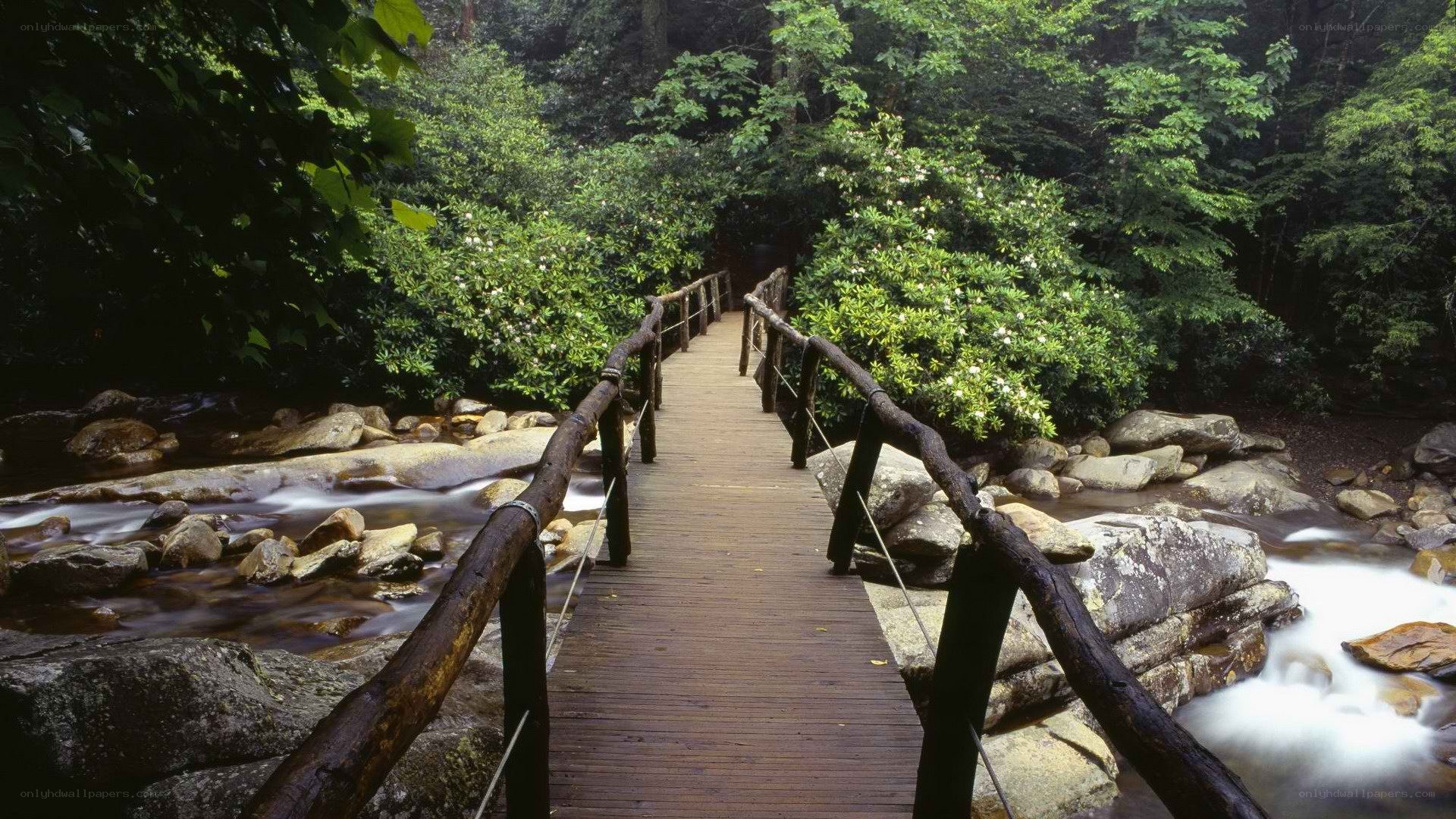 Wooden bridge over forest stream