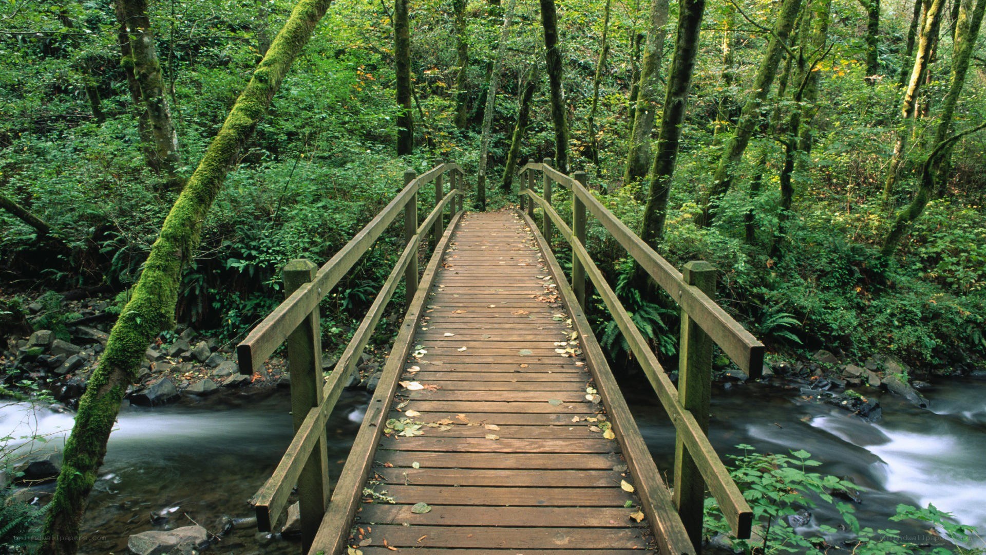 Wooden bridge over forest stream